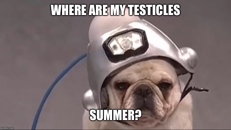   | WHERE ARE MY TESTICLES; SUMMER? | image tagged in funny | made w/ Imgflip meme maker