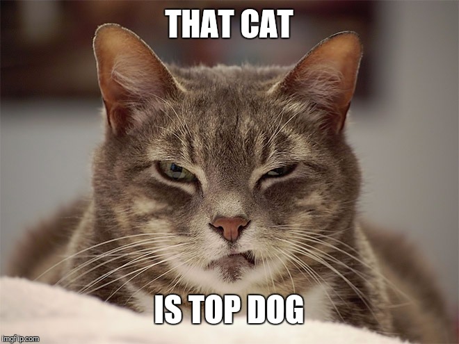 Sarcasm Cat | THAT CAT IS TOP DOG | image tagged in sarcasm cat | made w/ Imgflip meme maker