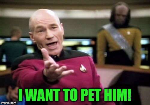 Picard Wtf Meme | I WANT TO PET HIM! | image tagged in memes,picard wtf | made w/ Imgflip meme maker