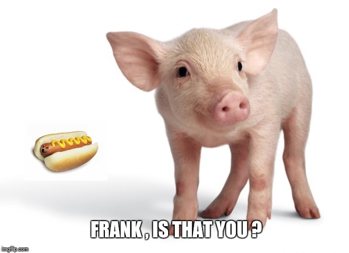 Maybe it's a Kosher Hot Dog | FRANK , IS THAT YOU ? | image tagged in pig,bad pun | made w/ Imgflip meme maker
