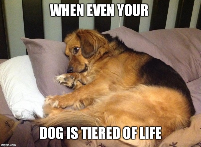 Tiered dog | WHEN EVEN YOUR; DOG IS TIERED OF LIFE | image tagged in tiered dog | made w/ Imgflip meme maker