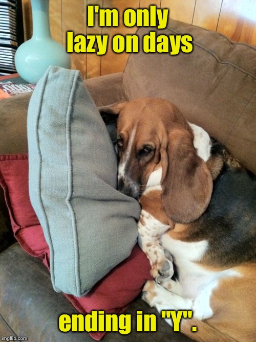 Basset Hound law #36 | I'm only lazy on days; ending in "Y". | image tagged in memes,basset hound,rules,lazy,couch,dog | made w/ Imgflip meme maker