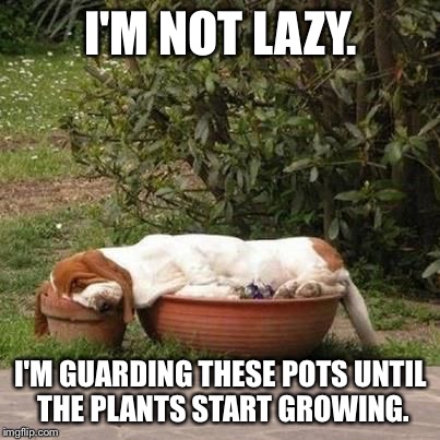 Basset Hound law #22 |  I'M NOT LAZY. I'M GUARDING THESE POTS UNTIL THE PLANTS START GROWING. | image tagged in memes,basset hound,rule,planters,funny | made w/ Imgflip meme maker