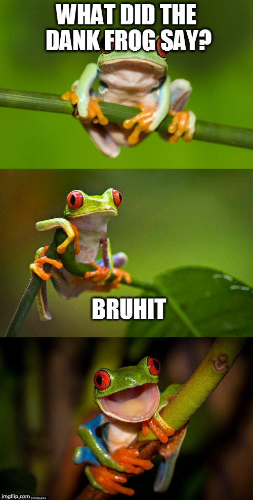 Frog Puns | WHAT DID THE DANK FROG SAY? BRUHIT | image tagged in frog puns | made w/ Imgflip meme maker