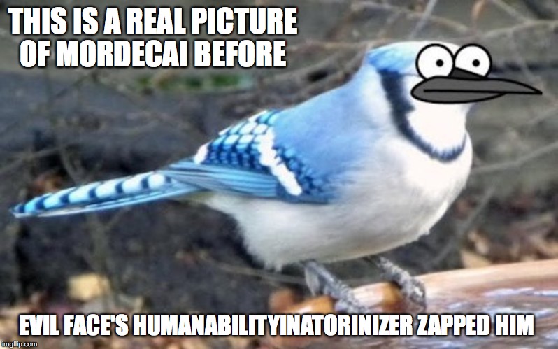 Real Mordecai | THIS IS A REAL PICTURE OF MORDECAI BEFORE; EVIL FACE'S HUMANABILITYINATORINIZER ZAPPED HIM | image tagged in mordecai,regular show,memes | made w/ Imgflip meme maker