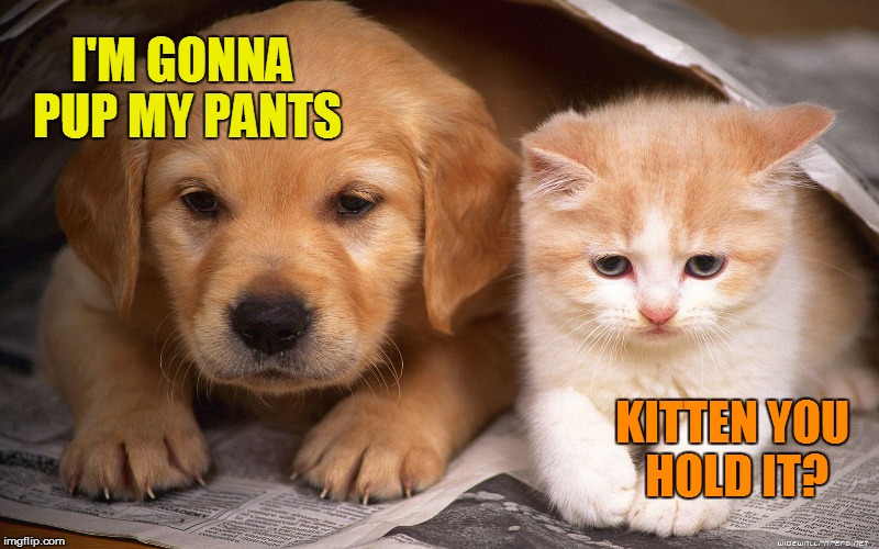 Dawg, got to go, chow! | I'M GONNA PUP MY PANTS; KITTEN YOU HOLD IT? | image tagged in memes,cute puppies,cute kittens | made w/ Imgflip meme maker