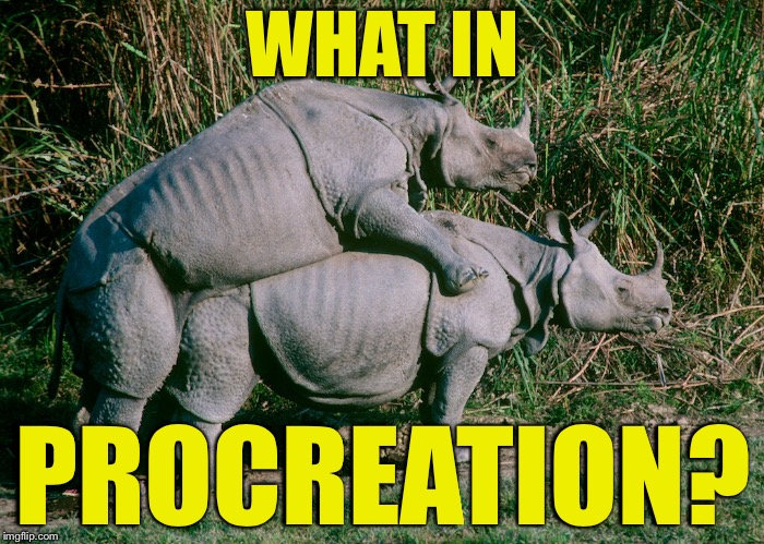 WHAT IN; PROCREATION? | image tagged in what in tarnation week,what in tarnation,procreation | made w/ Imgflip meme maker