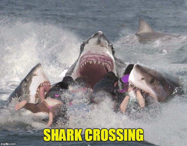 SHARK CROSSING | made w/ Imgflip meme maker