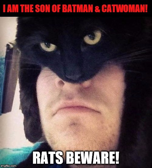CATMAN | RATS BEWARE! | image tagged in catman | made w/ Imgflip meme maker