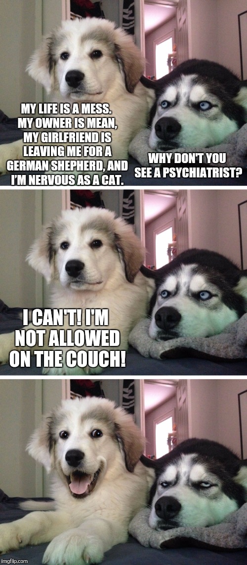 Bad pun dogs | MY LIFE IS A MESS. MY OWNER IS MEAN, MY GIRLFRIEND IS LEAVING ME FOR A GERMAN SHEPHERD, AND I’M NERVOUS AS A CAT. WHY DON'T YOU SEE A PSYCHIATRIST? I CAN'T! I'M NOT ALLOWED ON THE COUCH! | image tagged in bad pun dogs | made w/ Imgflip meme maker