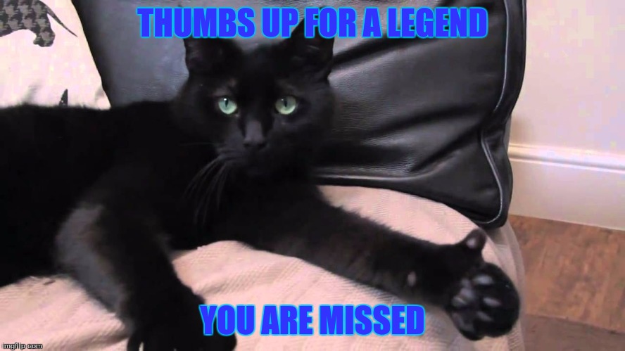 thumbs up cat | THUMBS UP FOR A LEGEND YOU ARE MISSED | image tagged in thumbs up cat | made w/ Imgflip meme maker
