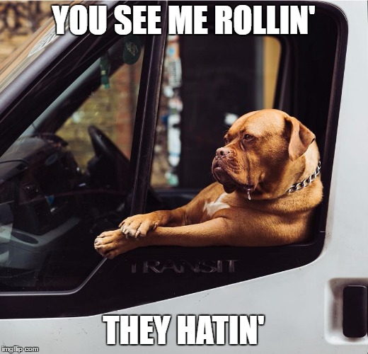 Cruising Dog | YOU SEE ME ROLLIN'; THEY HATIN' | image tagged in dog,chamillionaire,cruising | made w/ Imgflip meme maker