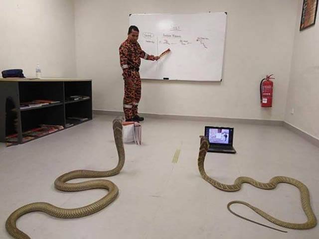 High Quality Teaching python programming Blank Meme Template