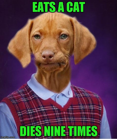 Bad Luck Raydog | EATS A CAT; DIES NINE TIMES | image tagged in bad luck raydog,memes,funny,no nine lives,dogs,animals | made w/ Imgflip meme maker