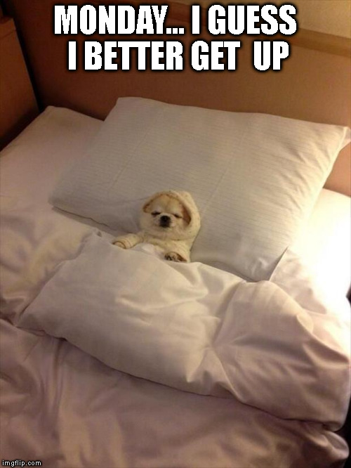 Monday doggie blues | MONDAY...
I GUESS I BETTER GET  UP | image tagged in mondays,funny dogs | made w/ Imgflip meme maker