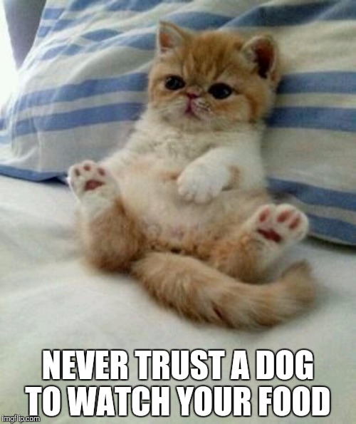 Advice cat | NEVER TRUST A DOG TO WATCH YOUR FOOD | image tagged in advice cat | made w/ Imgflip meme maker