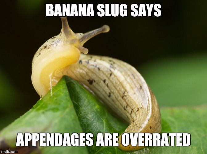 BANANA SLUG SAYS APPENDAGES ARE OVERRATED | made w/ Imgflip meme maker