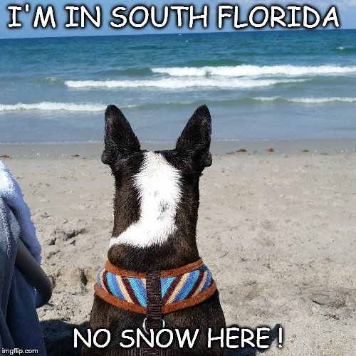 I'M IN SOUTH FLORIDA; NO SNOW HERE ! | image tagged in dogs life | made w/ Imgflip meme maker