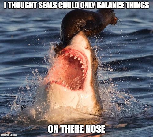 Travelonshark | I THOUGHT SEALS COULD ONLY BALANCE THINGS; ON THERE NOSE | image tagged in memes,travelonshark | made w/ Imgflip meme maker