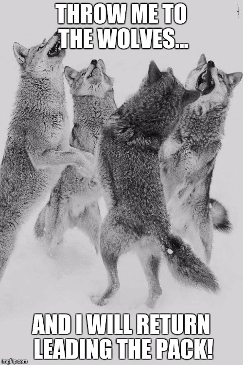 wolves | THROW ME TO THE WOLVES... AND I WILL RETURN LEADING THE PACK! | image tagged in wolves | made w/ Imgflip meme maker