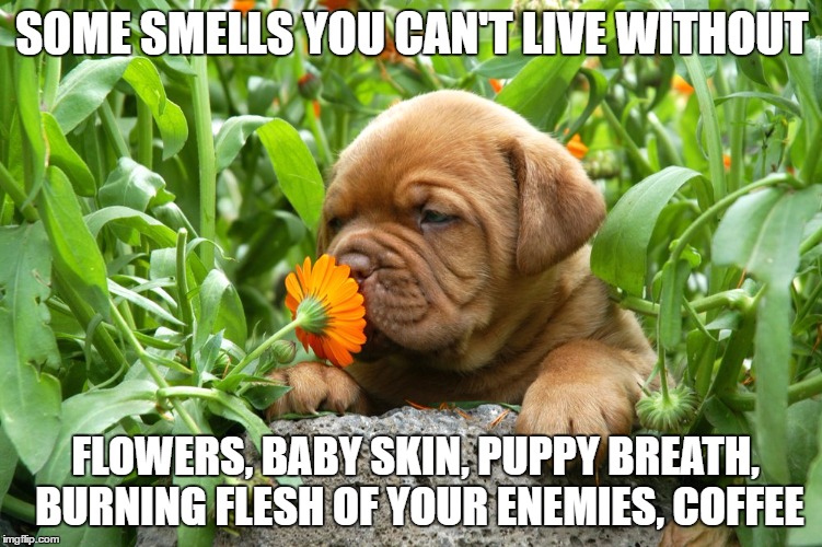 dead enemy puppy | SOME SMELLS YOU CAN'T LIVE WITHOUT; FLOWERS, BABY SKIN, PUPPY BREATH, BURNING FLESH OF YOUR ENEMIES, COFFEE | image tagged in smell,funny,sarcasm | made w/ Imgflip meme maker