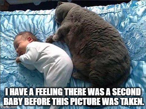 Yikes... | I HAVE A FEELING THERE WAS A SECOND BABY BEFORE THIS PICTURE WAS TAKEN. | image tagged in humor,cats,baby,fat cat | made w/ Imgflip meme maker