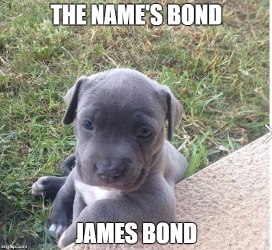 Puppy James Bond | THE NAME'S BOND; JAMES BOND | image tagged in jamesbond,puppy | made w/ Imgflip meme maker