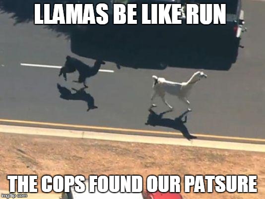 llamas | LLAMAS BE LIKE RUN; THE COPS FOUND OUR PATSURE | image tagged in llamas | made w/ Imgflip meme maker