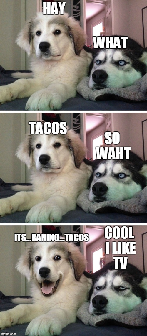 Bad pun dogs | WHAT; HAY; TACOS; SO WAHT; COOL I LIKE TV; ITS...RANING...TACOS | image tagged in bad pun dogs | made w/ Imgflip meme maker