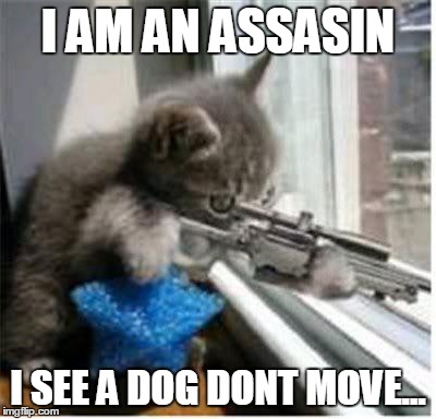 cats with guns | I AM AN ASSASIN; I SEE A DOG DONT MOVE... | image tagged in cats with guns | made w/ Imgflip meme maker