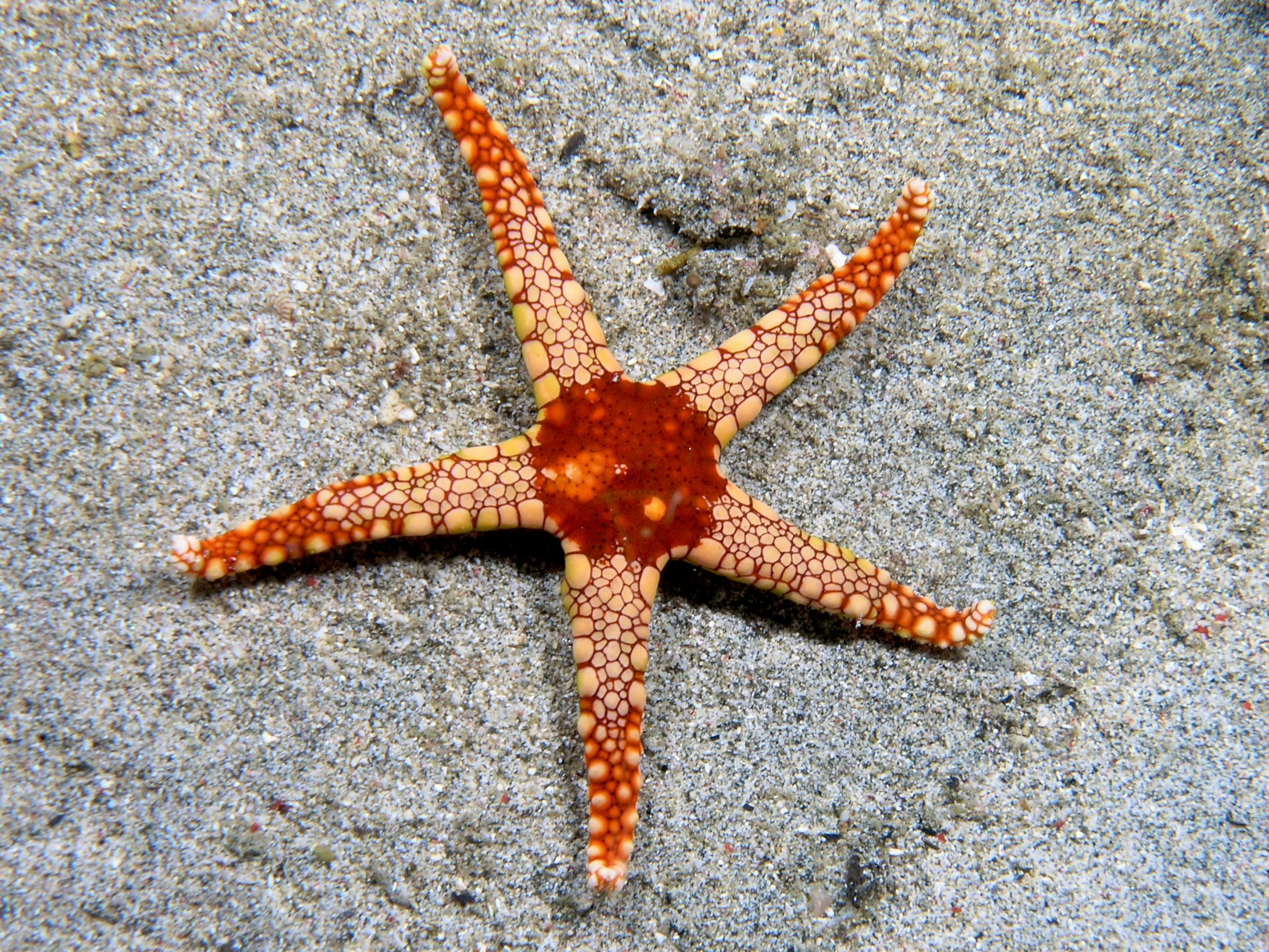 starfish Blank Meme Template