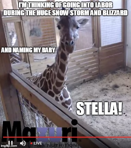April the Giraffe | I'M THINKING OF GOING INTO LABOR DURING THE HUGE SNOW STORM AND BLIZZARD; AND NAMING MY BABY; STELLA! | image tagged in april,giraffe,stella,baby,blizzard,snow | made w/ Imgflip meme maker