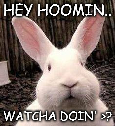 Doin? | HEY HOOMIN.. WATCHA DOIN' >? | image tagged in memes | made w/ Imgflip meme maker