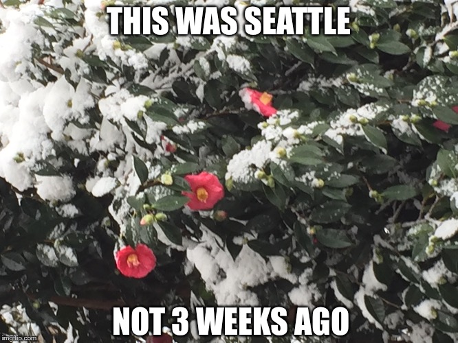 THIS WAS SEATTLE NOT 3 WEEKS AGO | made w/ Imgflip meme maker