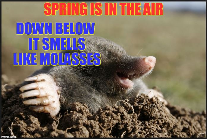 DOWN BELOW IT SMELLS LIKE MOLASSES; SPRING IS IN THE AIR | image tagged in mole,springtime,punny,puns,humor,funny animals | made w/ Imgflip meme maker