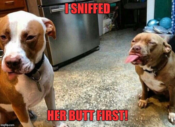 Haters gonna hate | I SNIFFED; HER BUTT FIRST! | image tagged in haters gonna hate | made w/ Imgflip meme maker