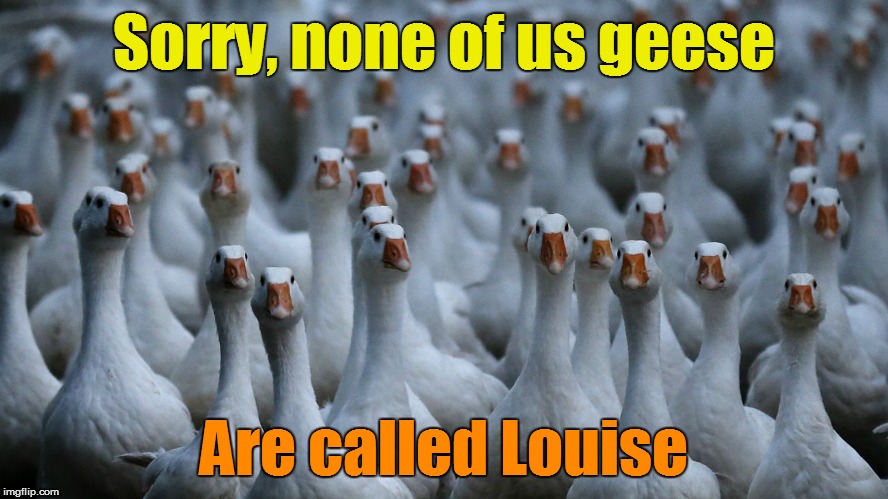 Sorry, none of us geese Are called Louise | made w/ Imgflip meme maker