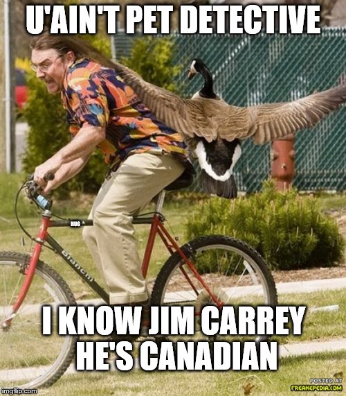 pet detective | U'AIN'T PET DETECTIVE; HUG; I KNOW JIM CARREY HE'S CANADIAN | image tagged in ace ventura | made w/ Imgflip meme maker