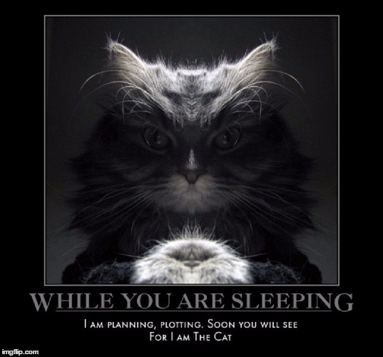 Soon You Will See | . | image tagged in demotivational,for i am the cat,wmp,funny meme,cat meme | made w/ Imgflip meme maker