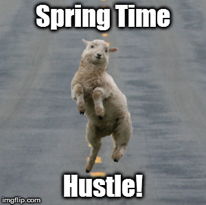 Ewe Dance | Spring Time; Hustle! | image tagged in ewe dance | made w/ Imgflip meme maker