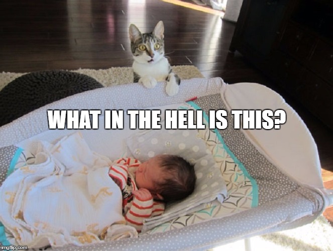 what in the hell is this? | WHAT IN THE HELL IS THIS? | image tagged in cat,shocked cat,baby and cat | made w/ Imgflip meme maker