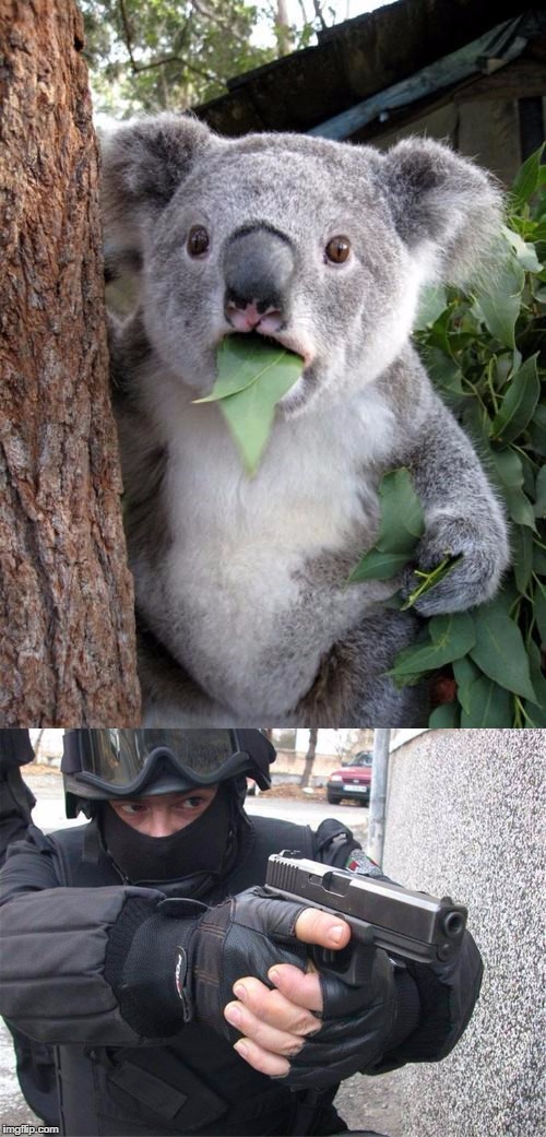 DON'T  MOVE!!!!!!!!! | image tagged in surprised koala | made w/ Imgflip meme maker