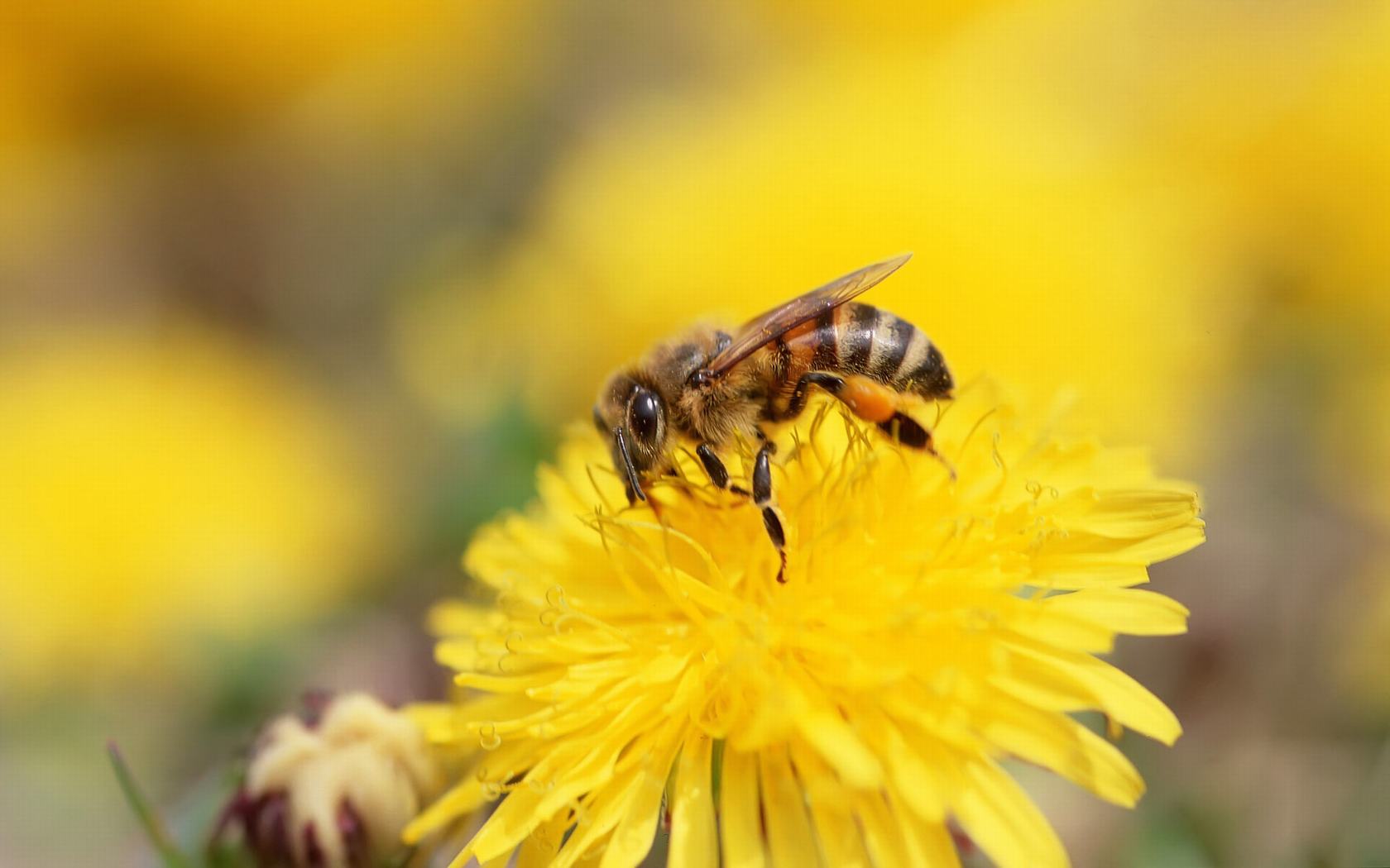 A Bee On Flower Blank Meme Template