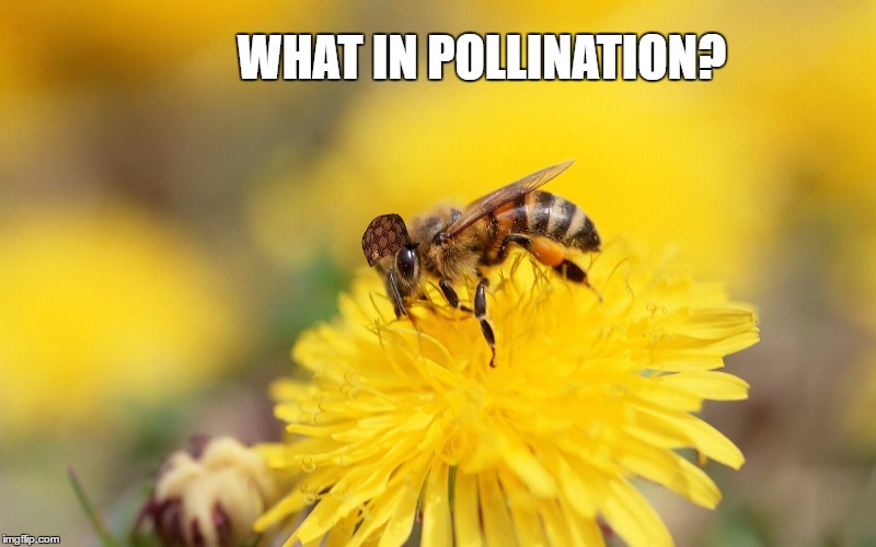 What in Tarnation week. Event by Santadude | WHAT IN POLLINATION? | image tagged in a bee on flower,scumbag,what in tarnation week,what in tarnation,memes,puns | made w/ Imgflip meme maker