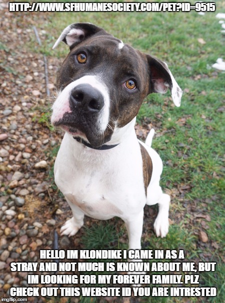 HTTP://WWW.SFHUMANESOCIETY.COM/PET?ID=9515; HELLO IM KLONDIKE I CAME IN AS A STRAY AND NOT MUCH IS KNOWN ABOUT ME, BUT IM LOOKING FOR MY FOREVER FAMILY. PLZ CHECK OUT THIS WEBSITE ID YOU ARE INTRESTED | image tagged in klondike | made w/ Imgflip meme maker