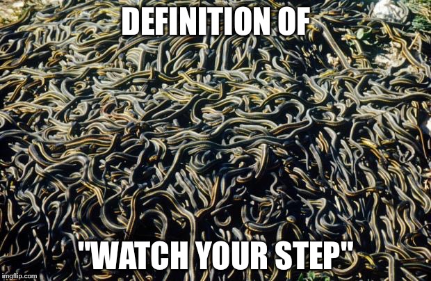 Snakes | DEFINITION OF; "WATCH YOUR STEP" | image tagged in snakes | made w/ Imgflip meme maker