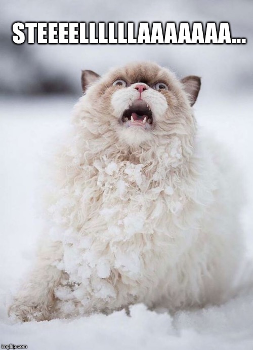 Snow Cat | STEEEELLLLLLAAAAAAA... | image tagged in snow cat | made w/ Imgflip meme maker