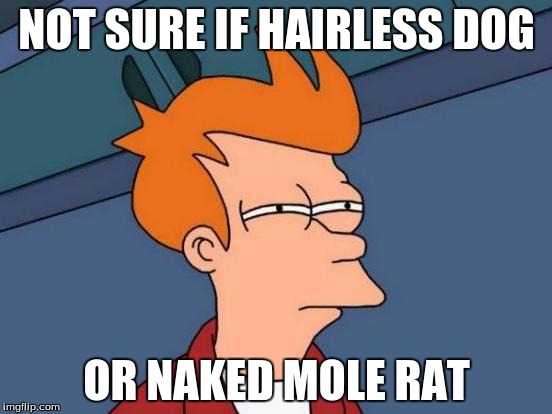 Futurama Fry | NOT SURE IF HAIRLESS DOG; OR NAKED MOLE RAT | image tagged in memes,futurama fry | made w/ Imgflip meme maker