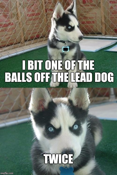 Insanity Puppy Meme | I BIT ONE OF THE BALLS OFF THE LEAD DOG; TWICE | image tagged in memes,insanity puppy | made w/ Imgflip meme maker