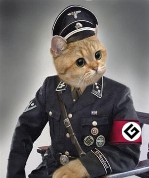 grammar nazi cat Blank Meme Template